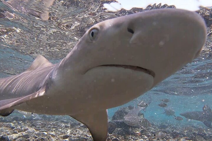 Sal Island Lemon Shark Experience with Native Guide