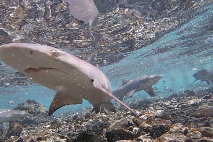 Sal Island Lemon Shark Experience with Native Guide