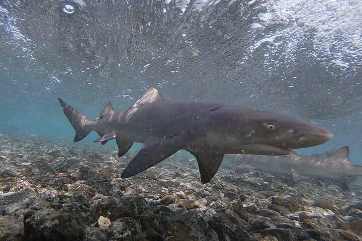 Sal Island Lemon Shark Experience with Native Guide