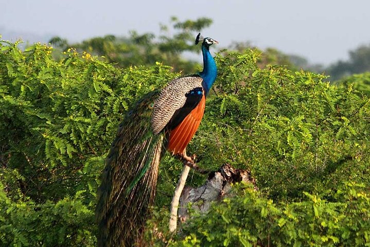 2 Day Tour of Yala & Ella with Hill Country Scenic Train Ride - All Inclusive