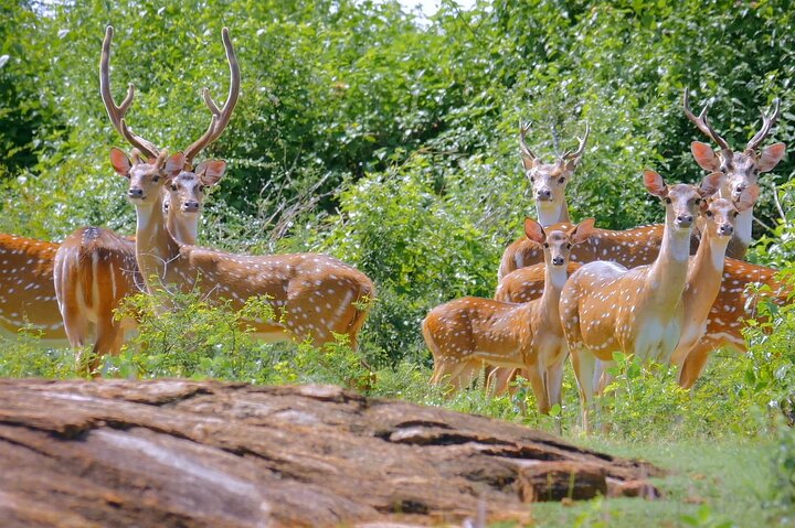 2 Day Tour of Yala & Ella with Hill Country Scenic Train Ride - All Inclusive