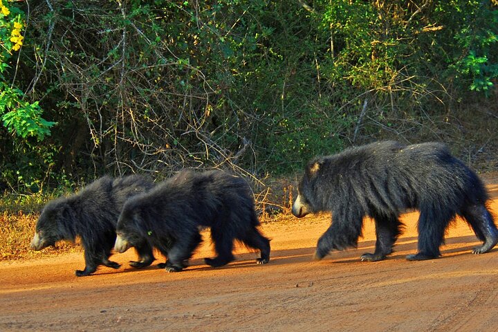 2 Day Tour of Yala & Ella with Hill Country Scenic Train Ride - All Inclusive