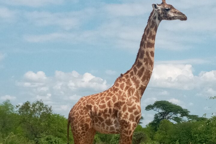 Kilimahewa safari full and real wild