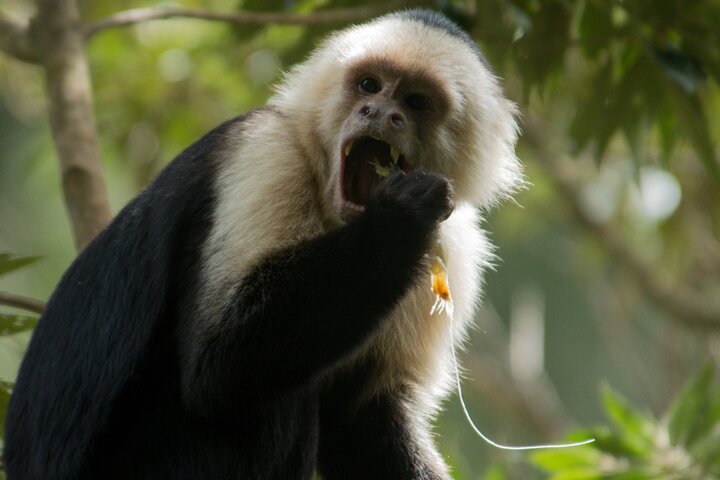 Monteverde Cloud Forest Guided Tour