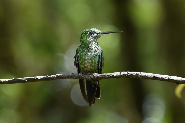 Monteverde Cloud Forest Guided Tour