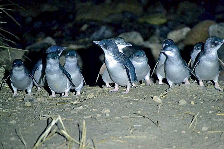 Blue Penguins Pukekura Experience Otago Peninsula, New Zealand
