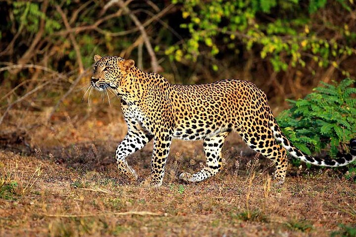 Leopard Safari In Yala National Park From Galle