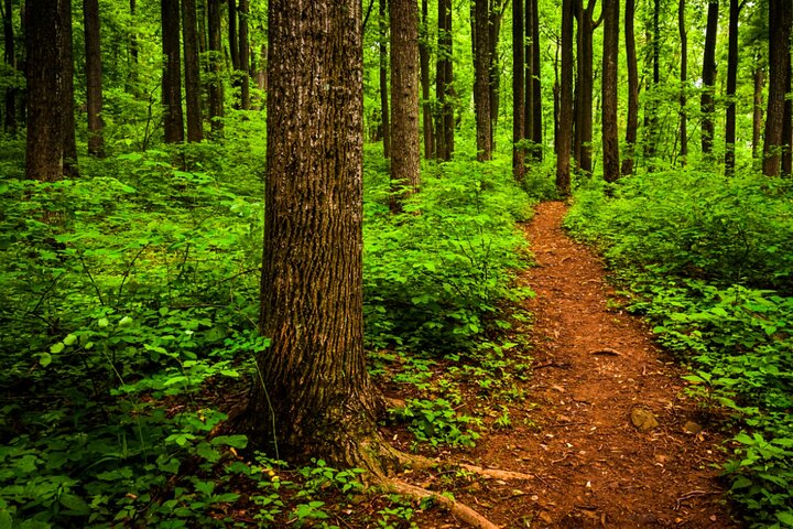Shenandoah National Park Self-Guided Driving Audio Tour