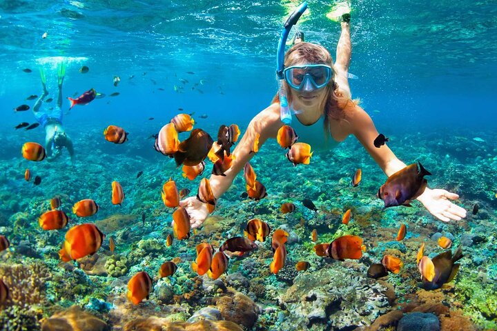Khasab Dhow Cruise With Dolphin Watching, Swimming & snorkeling
