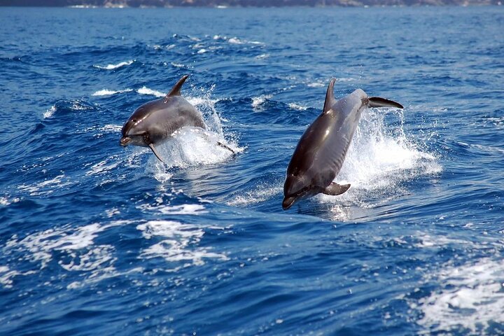 Khasab Dhow Cruise With Dolphin Watching, Swimming & snorkeling