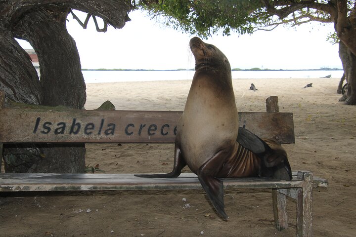 Day Tour to Isabela Island with Tintorera Islet, Snorkeling Wetlands & Flamingos