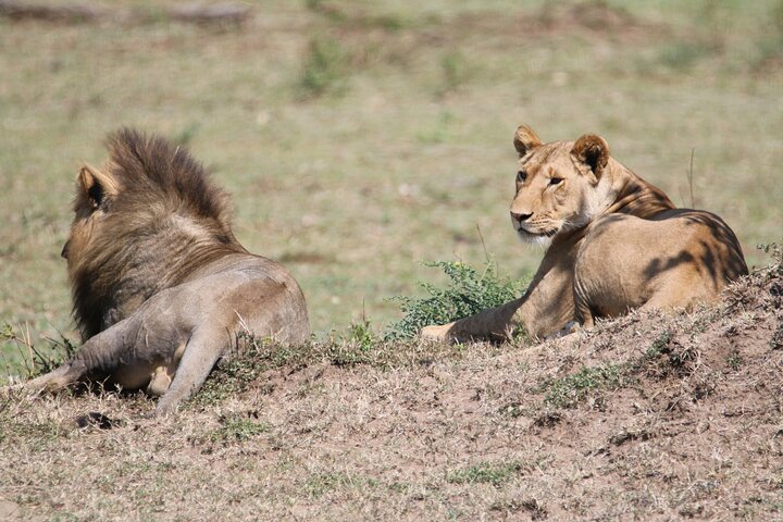 5-Day Private Northern Tanzania Safari from Arusha