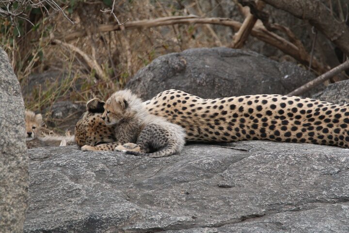 5-Day Private Northern Tanzania Safari from Arusha