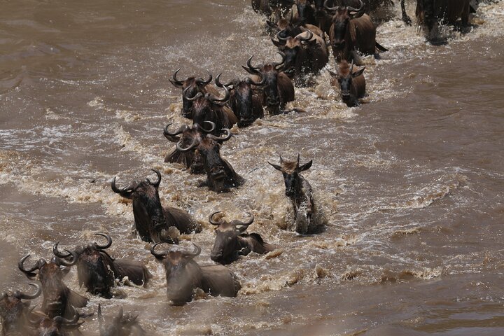 5-Day Private Northern Tanzania Safari from Arusha