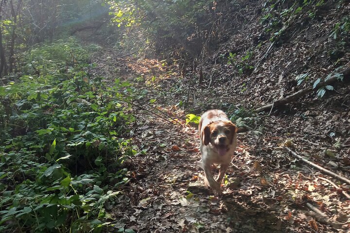 Langhe Truffle hunting Experience