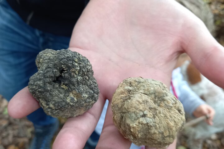 Langhe Truffle hunting Experience