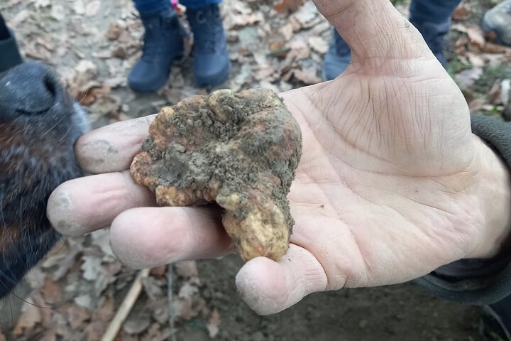 Langhe Truffle hunting Experience