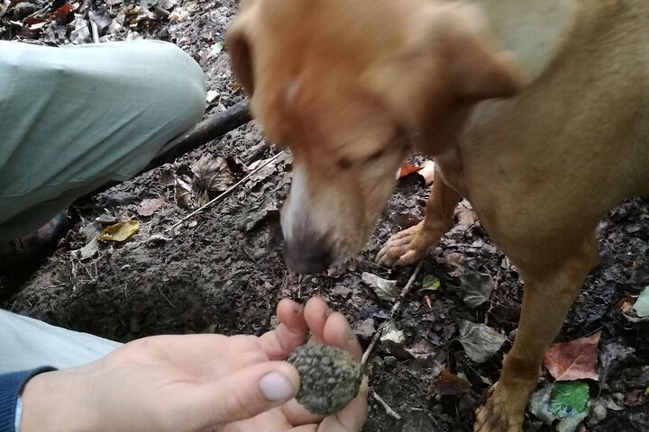 Langhe Truffle hunting Experience