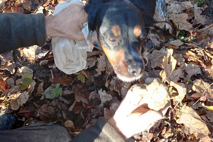 Langhe Truffle hunting Experience