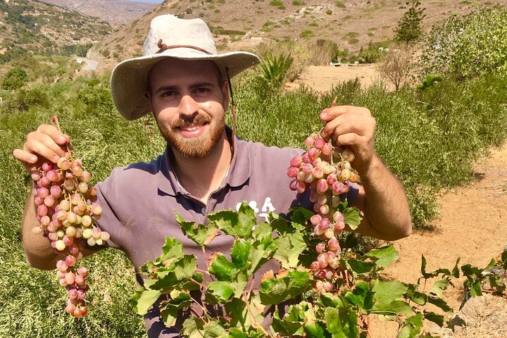 Wine Tasting and Tour in Saint Anna Winery in Naxos