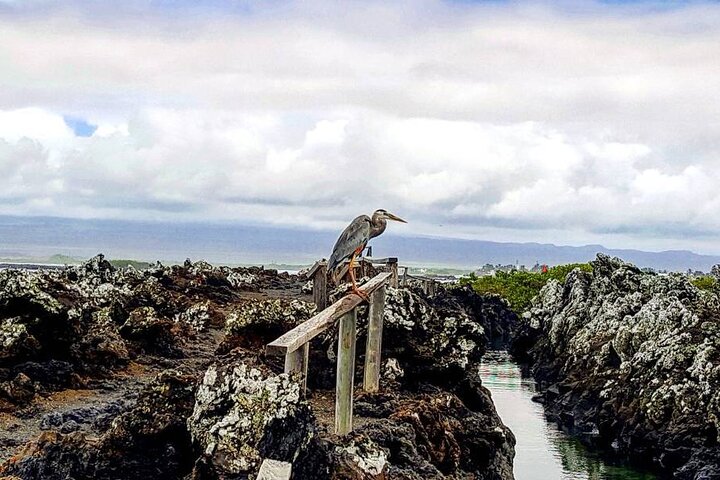 Half Day Tintoreras Tour from Isabela Island