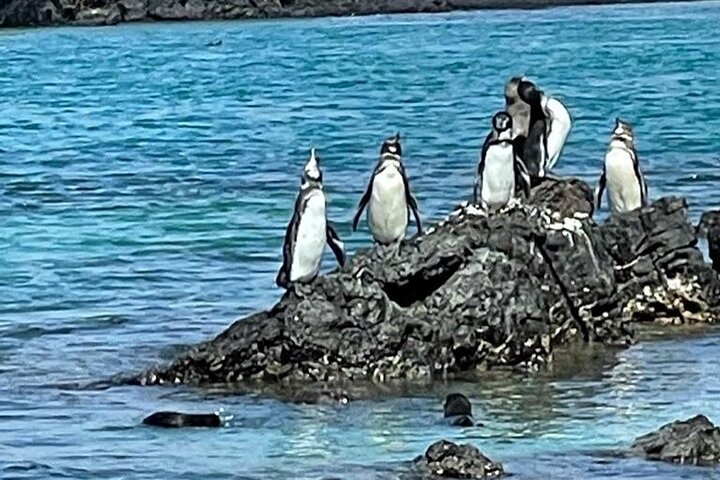Half Day Tintoreras Tour from Isabela Island