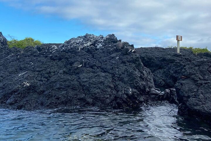 Day Trip to Isabela Island and Tintoreras in Galápagos