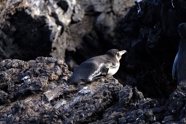 Day Trip to Isabela Island and Tintoreras in Galápagos