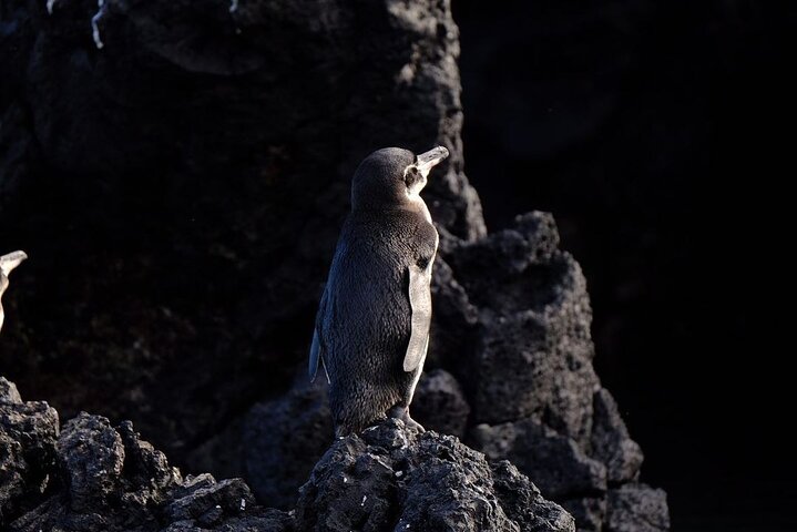 Day Trip to Isabela Island and Tintoreras in Galápagos