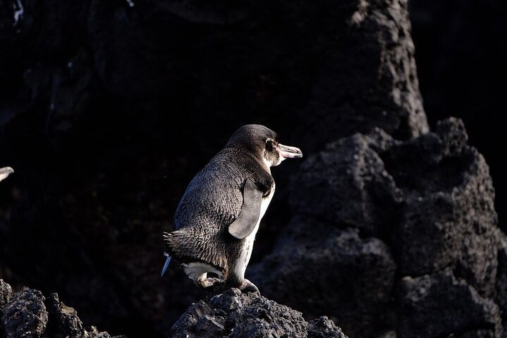 Day Trip to Isabela Island and Tintoreras in Galápagos