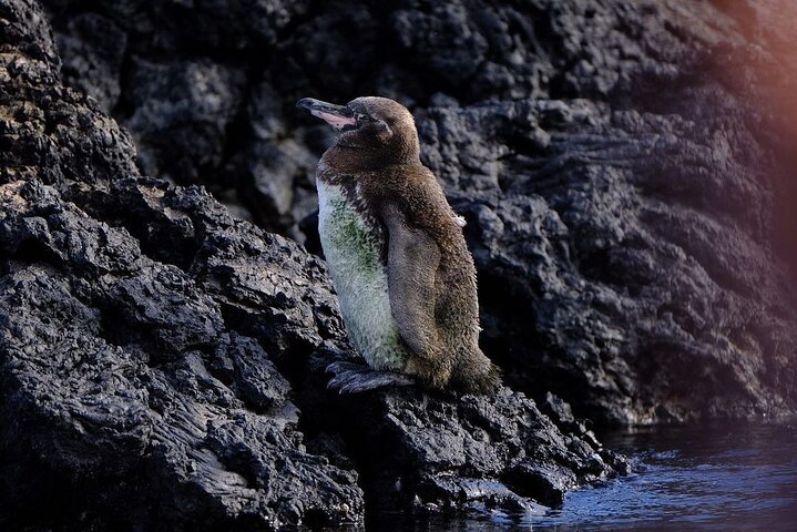 Day Trip to Isabela Island and Tintoreras in Galápagos