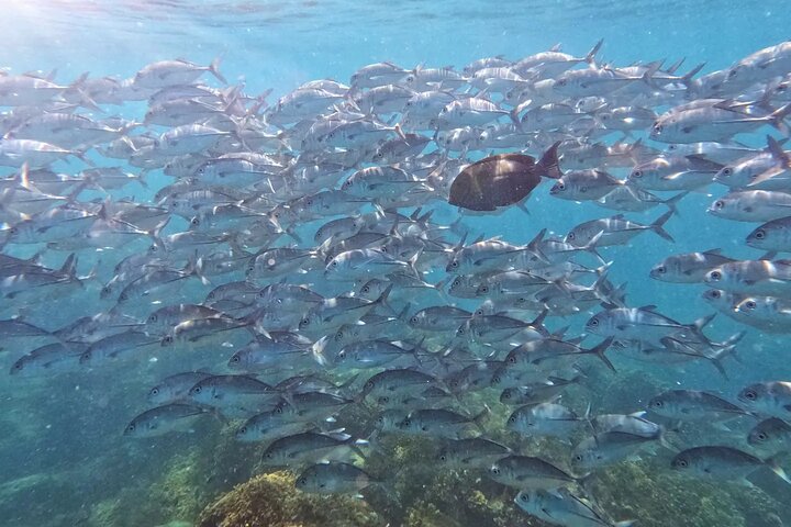 Caño Island all inclusive Snorkeling Tour in small groups