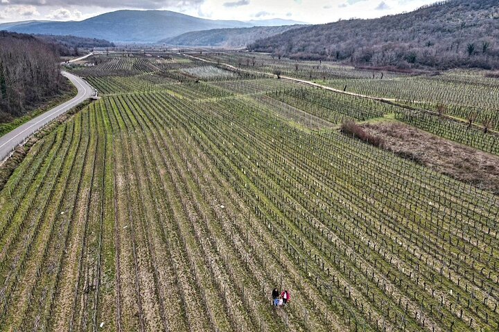 Krk Island: Cellar Tour, Biodynamic Wine Tasting & Food Pairing