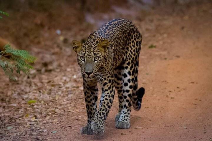 Leopard Safari In Yala National Park From Galle