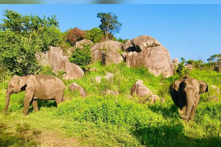 Leopard Safari In Yala National Park From Galle