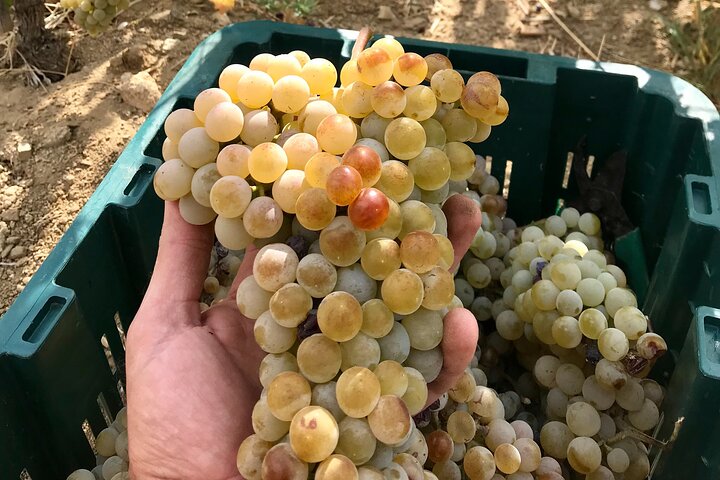 Wine Tasting and Tour in Saint Anna Winery in Naxos
