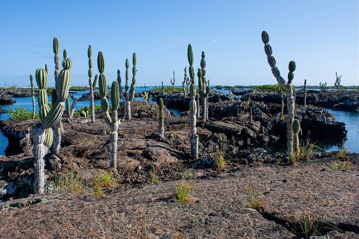 Full day Lava Tunnels Tour from Isabela Island