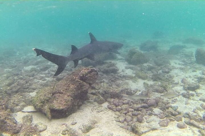 Full Day Pinzon Island, Finishing in la Fe with Snorkeling
