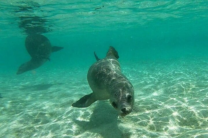 Full Day Pinzon Island, Finishing in la Fe with Snorkeling