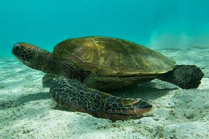 Full Day Pinzon Island, Finishing in la Fe with Snorkeling