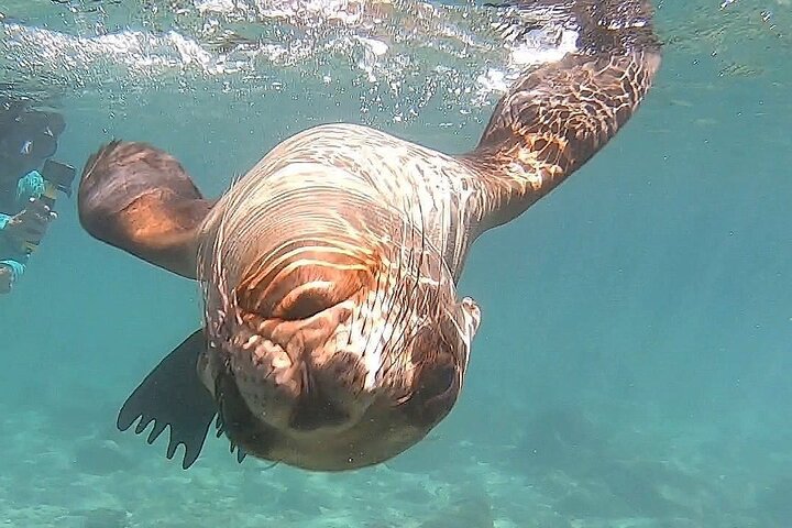 Full Day Pinzon Island, Finishing in la Fe with Snorkeling
