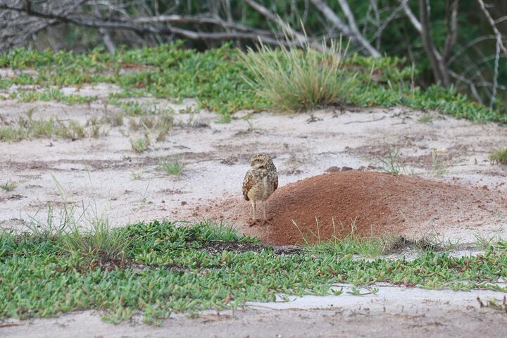 Spanish Lagoon Mangrove Trail & Bird Watching
