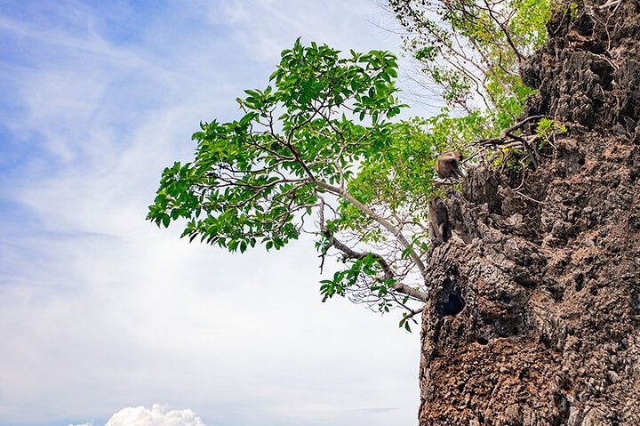 Phi Phi Island Half Day Tour From Phi Phi by Longtail Boat