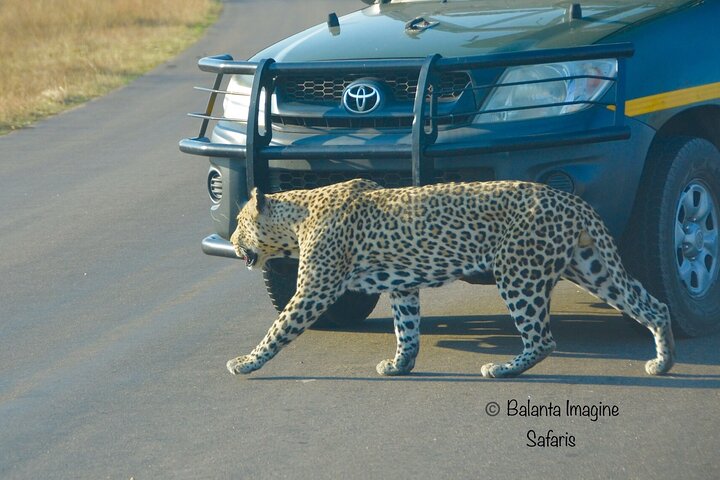 All Inclusive 2 Day Kruger Safari from Nelspruit