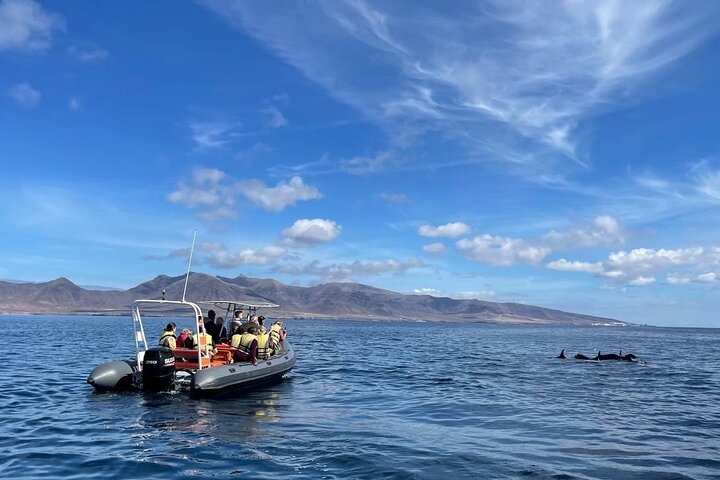 2h Dolphin and Whale Viewing + Snorkeling Tour
