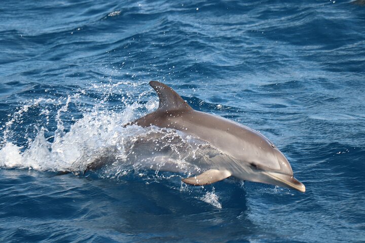Odyssee 3: The Glass Bottom Boat Tour in Fuerteventura