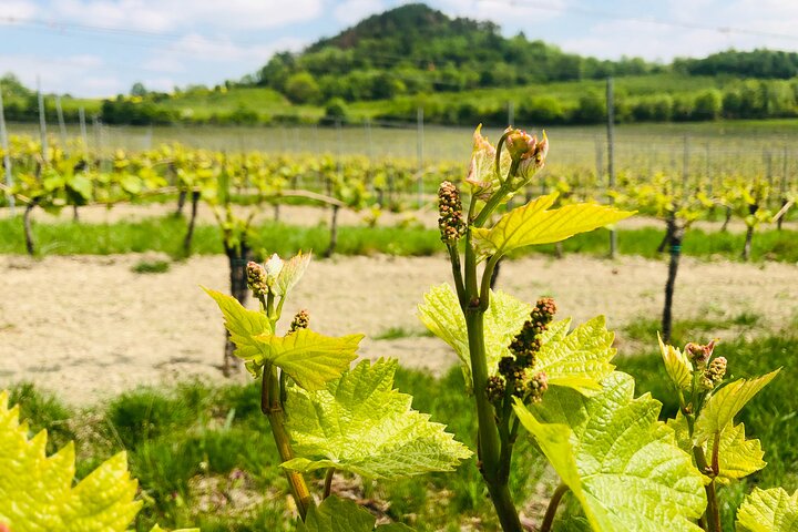 Private Bohemia Wine Tour from Prague with Gourmet Tastings