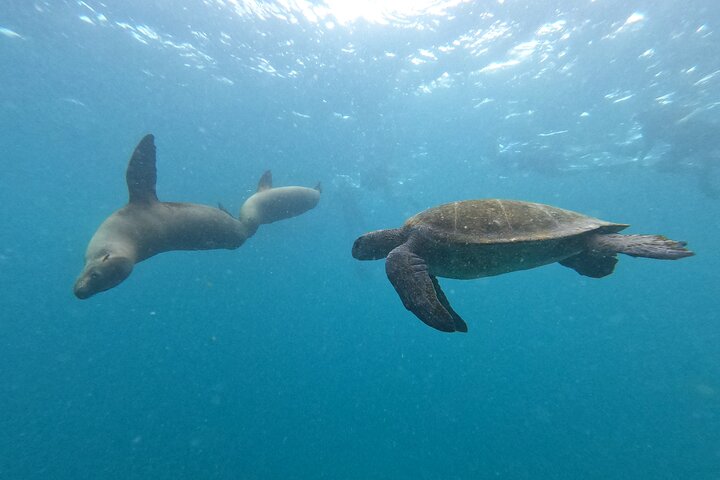 Day tour to San Cristobal Island with private Land Tour and snorkeling
