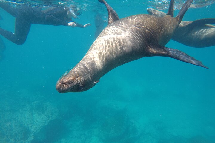 Day tour to San Cristobal Island with private Land Tour and snorkeling