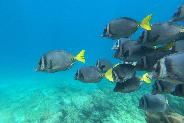 Day tour to San Cristobal Island with private Land Tour and snorkeling